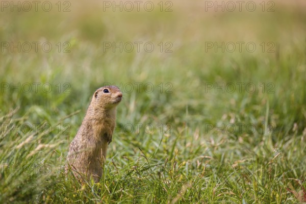 A European ground squirrel (Spermophilus citellus) or European souslik stands erected in green grass
