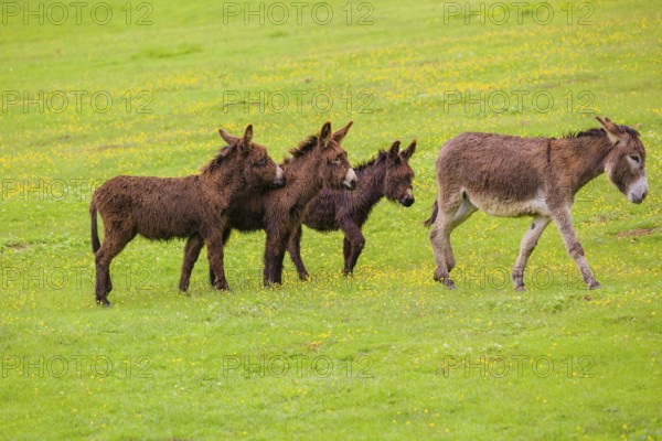 Three mixed breed donkey foals walk side by side to a bad tempered adult female donkey in a paddock