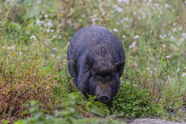 One Minipig, Sus scrofa domesticus, standing in a flowering meadow