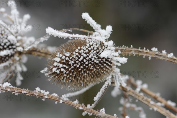 Wild teasel (Dipsacus fullonum), dried inflorescences with hoarfrost, North Rhine-Westphalia, Germany, Europe