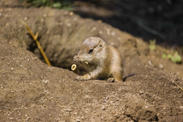 A black-tailed prairie dog cub (2 weeks old) (Cynomys ludovicianus) sits close to his den on sandy terrain on a bright sunny day