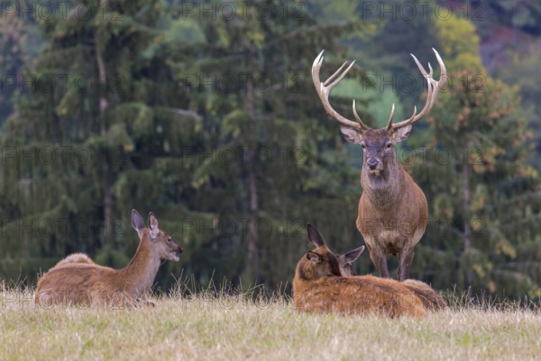 Red Deer buck standing on a meadow in autumn. Accompanied by some females. Trees in background