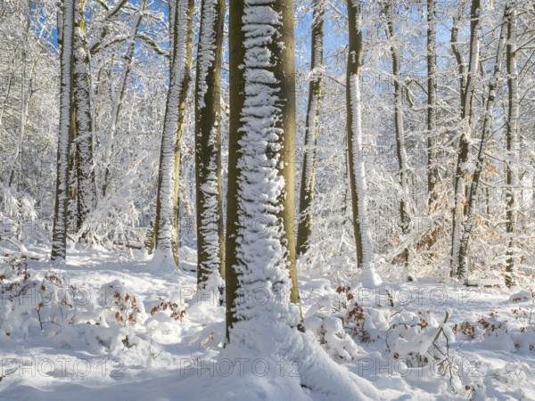 Beech woodland (Fagus sylvatica), covered in hoarfrost and snow, against a deep blue sky in winter, beside Breuna, North Hesse, Germany, Europe
