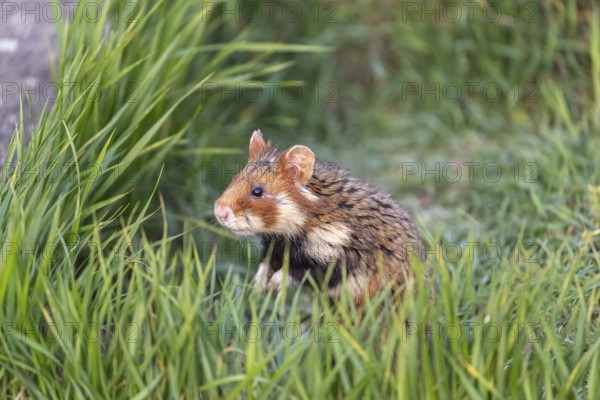 One European hamster (Cricetus cricetus), Eurasian hamster, black-bellied hamster or common hamster, standing tall in high grass, watching his surrounding for enemies and other hamsters