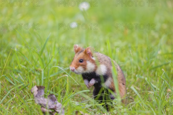 A European hamster (Cricetus cricetus), Eurasian hamster, black-bellied hamster or common hamster, stands on a meadow in fresh green grass
