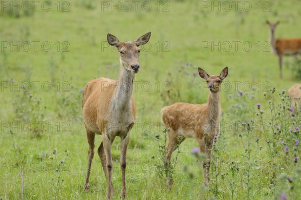 Roe deer with young on a green meadow, red deer (Cervus elaphus), Bavaria