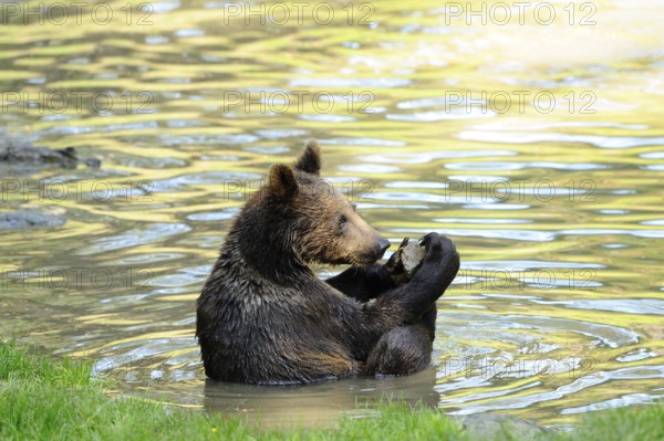 A bear sits in the water and holds something in its paws, surrounded by green nature, Eurasian brown bear (Ursus arctos arctos), Bavarian Forest National Park
