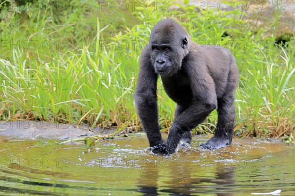 Western gorilla (Gorilla gorilla), young animal, at the water, splashing, playing, discovering