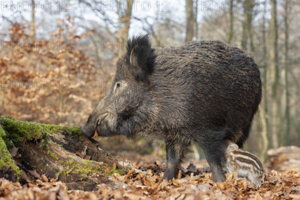 Wild boar, wild boar (Sus scrofa), a female suckling a young boar in the forest, Germany, Europe