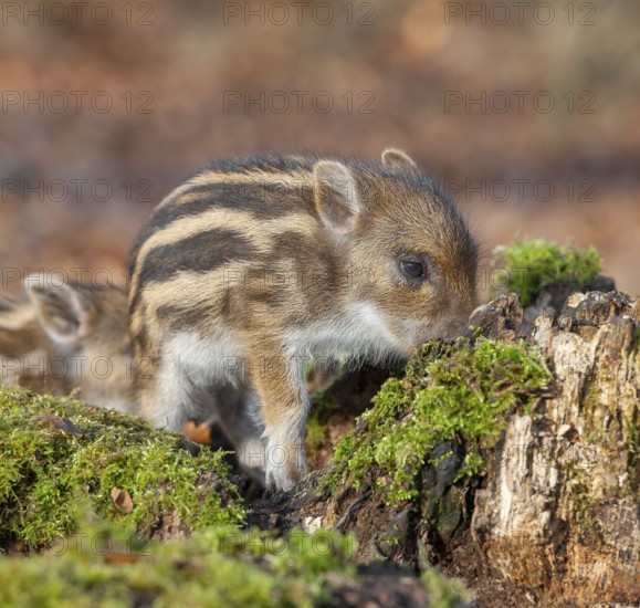 Wild boar, wild boar (Sus scrofa), young boar looking for food at an old tree stump in the forest, Germany, Europe