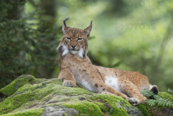 Eurasian lynx (Lynx lynx) lying on a moss-covered rock in the forest and looking attentively, captive, Bavarian Forest National Park, Bavaria, Germany, Europe