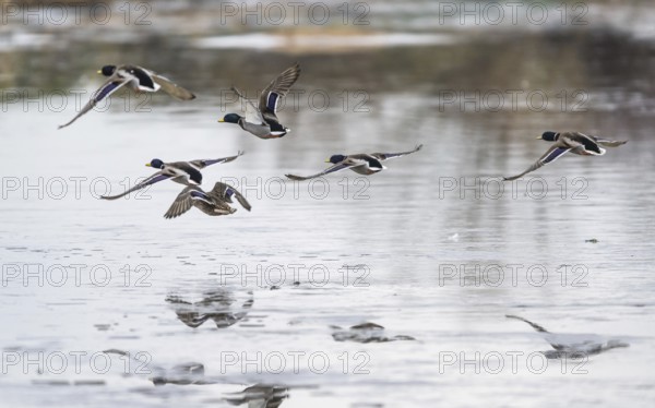 Mallard, Anas platyrhynchos, birds in flight over winter marshes