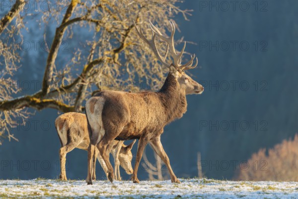 A red deer stag (Cervus elaphus) and two hinds stand in the first light of day on a meadow covered in hoar frost. A forest and a Pear Tree can be seen in the background