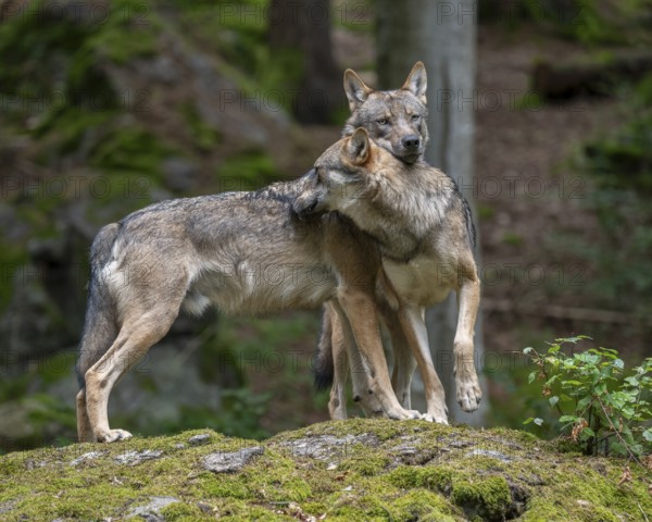 Wolves (Canis lupus) standing on a rock covered with moss, social behaviour, captive, Bavarian Forest National Park, Bavaria, Germany, Europe