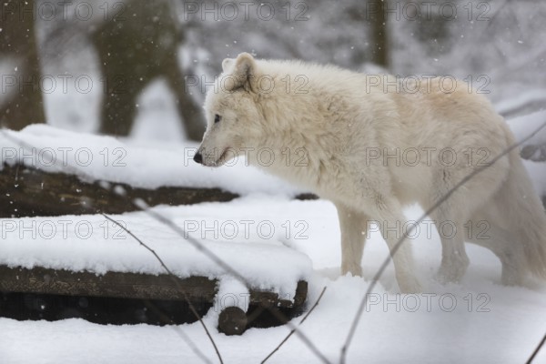 Melville Island wolf (Arctic wolf) standing in snow covered forest, snow falling