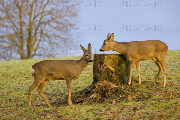 A female and male roe deer (Capreolus capreolus) nibble moss from a tree stump at sunrise