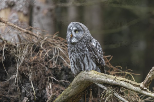 One great grey owl (Strix nebulosa) sitting on the root of a fallen spruce tree