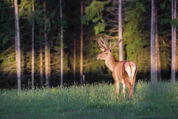 An Altai maral stag, Altai wapiti or Altai elk (Cervus canadensis sibiricus) stands in a meadow in the first light of the day