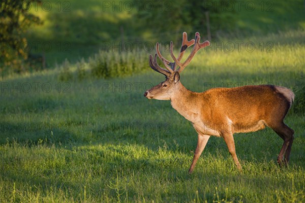 An Altai maral stag, Altai wapiti or Altai elk (Cervus canadensis sibiricus) stands in a meadow in the first light of the day