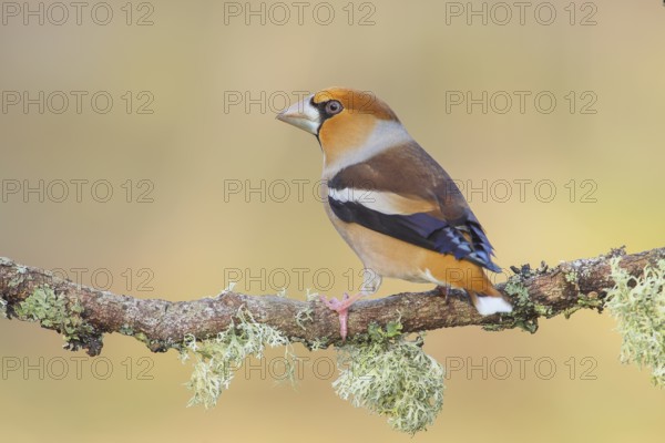 Hawfinch (Coccothraustes coccothraustes) male sitting on a branch overgrown with lichen, Wildlife, Animals, Birds, Finches, Nature photography, Siegerland, North Rhine-Westphalia, Germany, Europe