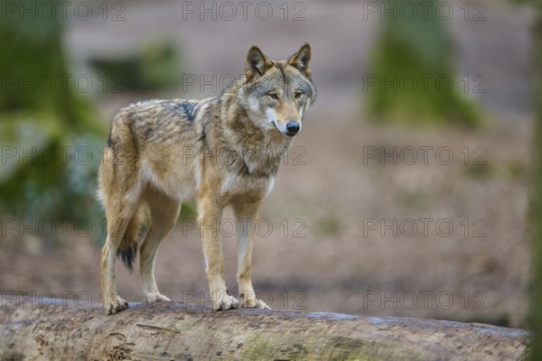 Wolf (Canis lupus), a wolf stands vigil on a tree trunk, surrounded by wooded nature, Germany, Europe