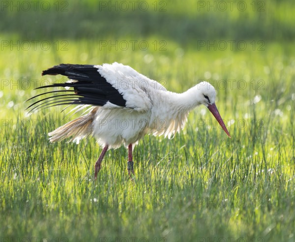 White stork (Ciconia ciconia) foraging in a meadow, spider threads on the grass, Lower Saxony, Germany, Europe