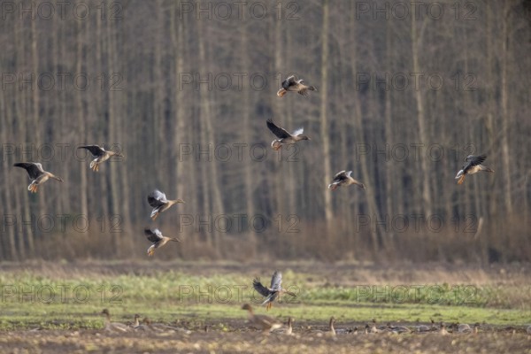 Bean geese (Anser fabalis), flying, Emsland, Lower Saxony, Germany, Europe