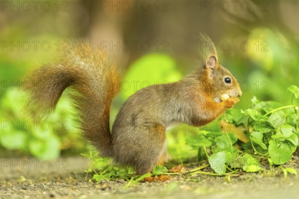Red squirrel (Sciurus vulgaris) in a forest, Bavaria, Gernany