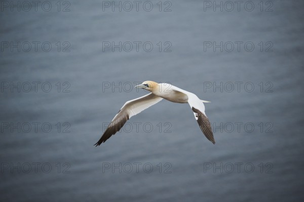 Northern gannet (Morus bassanus) flying over the sea, wildlife, Heligoland, Germany, Europe