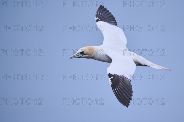 Northern gannet (Morus bassanus) flying over the sea, wildlife, Heligoland, Germany, Europe