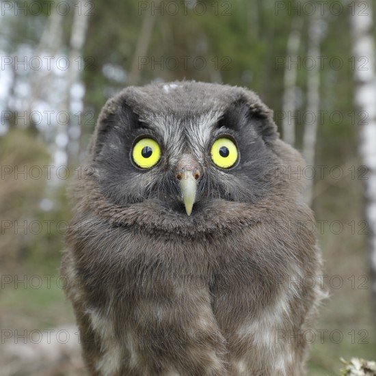 Great horned owl (Aegolius funereus), young bird looking attentively, animal portrait, Rothaargebirge, Rothaarsteig, North Rhine-Westphalia, Germany, Europe