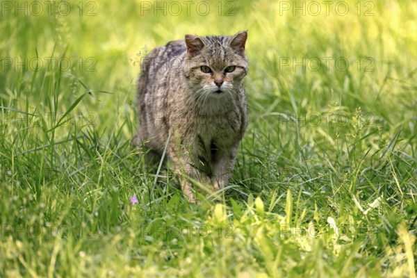 European wildcat (Felis silvestris), adult, meadow, foraging, alert, Germany, Europe