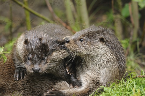 Two otters cuddling together in the green grass, European otter (Lutra lutra), Bavaria