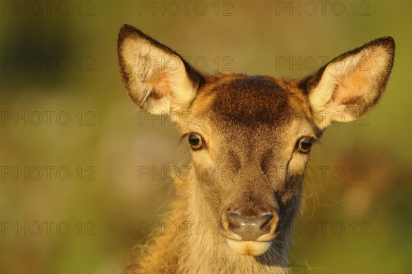 Close-up of a roe deer with watchful eyes in natural surroundings, red deer (Cervus elaphus), Bavaria