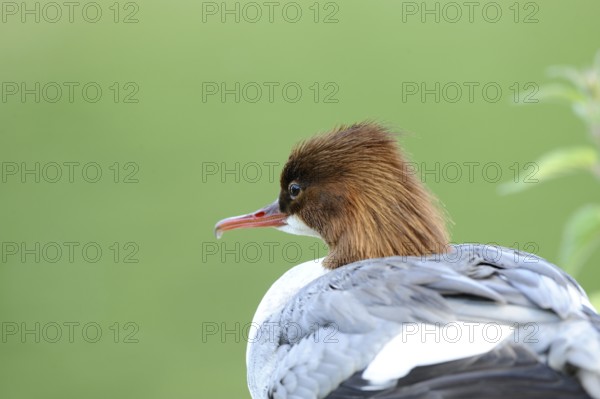 Close-up of a bird with a brown head and white plumage against a green background, Goosander (Mergus merganser), Bavaria