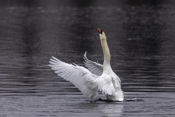A swan in the water raises its wings in an elegant pose, Mute Swan, (cygnus olor), wildlife, Germany, Europe
