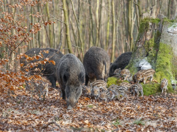Wild boar, wild boar (Sus scrofa), bucks with young boars foraging in the forest, Germany, Europe