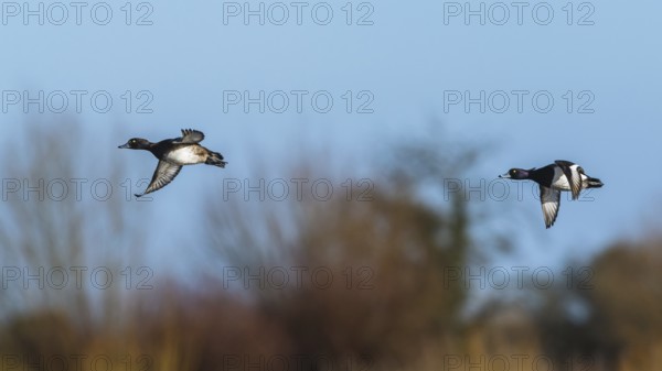 Pair of Tufted Duck, Aythya fuligula in flight at winter in Slimbridge, England, United Kingdom, Europe