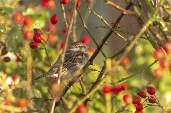 A bird sitting on a branch amidst red berries and autumn leaves in the sunlight, House Sparrow (Passer domesticus), wildlife, Germany, Europe