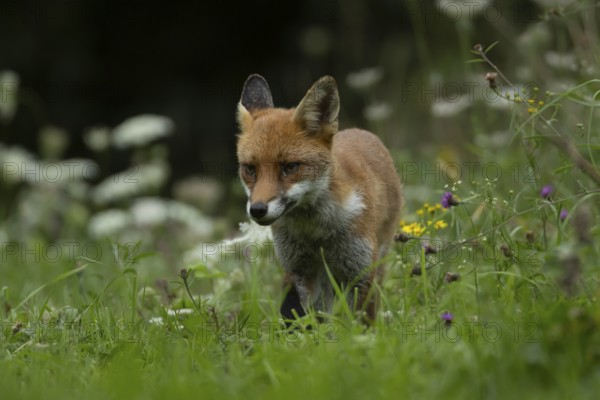 Red fox (Vulpes vulpes) adult animal in grassland countryside with wildlflowers in the summer, England, United Kingdom, Europe