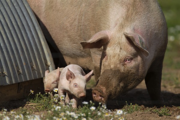 Domestic pig (Sus scrofa domesticus) adult mother and juvenile baby piglet farm animals in a field outside of a pigsty, England, United Kingdom, Europe