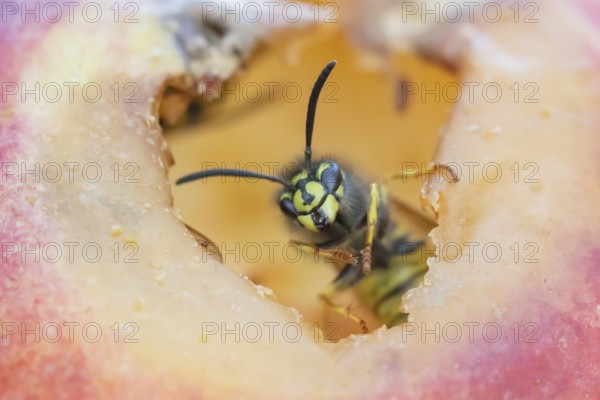 Common wasp (Vespula vulgaris) adult insect on fallen fruit in a garden in summer, England, United Kingdom, Europe
