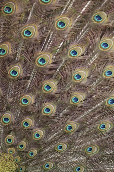 Indian peafowl or Peacock (Pavo cristatus) adult male bird displaying close up of its tail feathers, England, United Kingdom, Europe