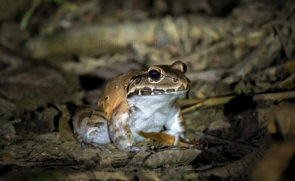 South American bullfrog (Leptodactylus pentadactylus), on the forest floor, at night, Puntarenas province, Costa Rica, Central America