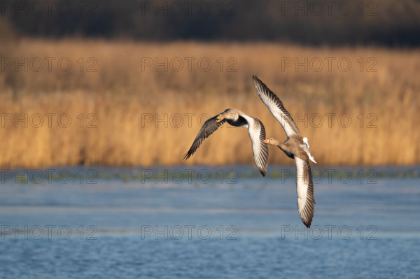 Pair of greylag geese flying together, in the Großen Rosin Moor nature reserve, Mecklenburg-Vorpommern, Germany, Europe
