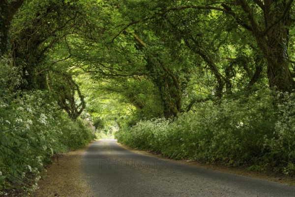 An avenue in Cornwall. The trees form a canopy. Cornwall, England, Great Britain
