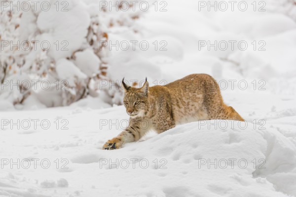 One young male Eurasian lynx, (Lynx lynx), walking through deep snow covered undergrowth in a forest