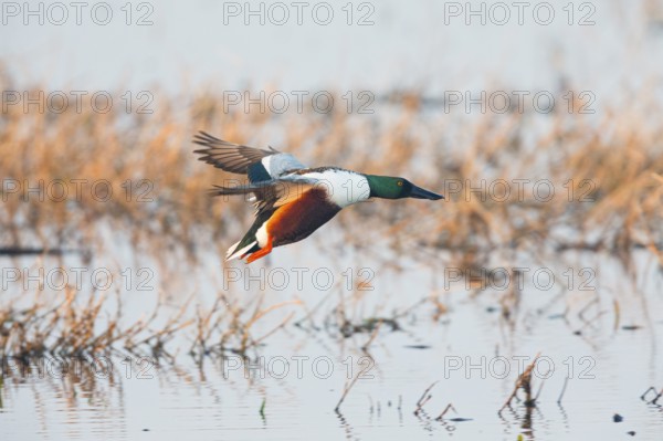 Northern Shoveler (Anas clypeata), male duck in flight, about to land on lake, island of Texel, Holland