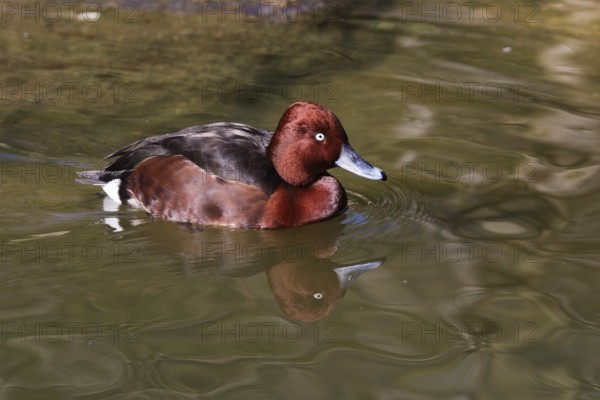 Ferruginous Duck (Aythya nyroca), male swimming on lake, Bavaria, Germany, Europe