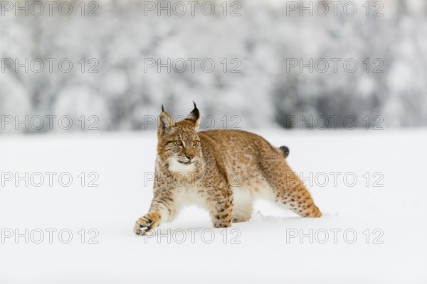 One young male Eurasian lynx, (Lynx lynx), walking over a deep snow covered meadow with a forest in the background